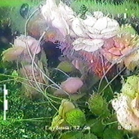 Flowers under water (2)