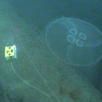Jellyfish and Super GNOM