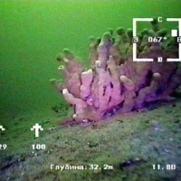 Coral in a Baykal seabed