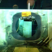 GNOM Baby in the Plimouth National aquarium (8)