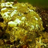 Flora and fauna of the White Sea through the eyes of ROV GNOM