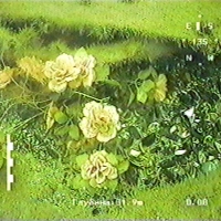 Flowers under water (1)