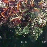 ROV GNOM examines wreck 