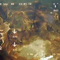 Flora and fauna of the White Sea through the eyes of ROV GNOM