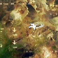 Flora and fauna of the White Sea through the eyes of ROV GNOM