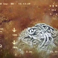 Flora and fauna of the White Sea through the eyes of ROV GNOM