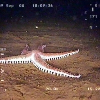 Flora and fauna of the White Sea through the eyes of ROV GNOM
