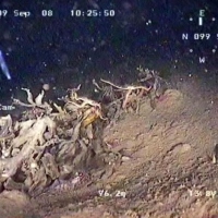 Flora and fauna of the White Sea through the eyes of ROV GNOM