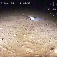 Flora and fauna of the White Sea through the eyes of ROV GNOM