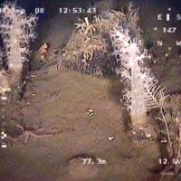 Flora and fauna of the White Sea through the eyes of ROV GNOM
