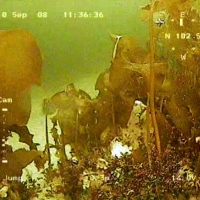Flora and fauna of the White Sea through the eyes of ROV GNOM