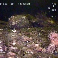 Flora and fauna of the White Sea through the eyes of ROV GNOM
