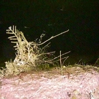 Flora and fauna of the White Sea through the eyes of ROV GNOM