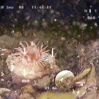 Flora and fauna of the White Sea through the eyes of ROV GNOM