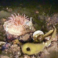 Flora and fauna of the White Sea through the eyes of ROV GNOM