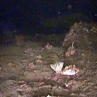 Flora and fauna of the White Sea through the eyes of ROV GNOM