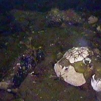 Flora and fauna of the White Sea through the eyes of ROV GNOM
