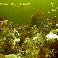 Flora and fauna of the White Sea through the eyes of ROV GNOM