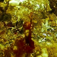 Flora and fauna of the White Sea through the eyes of ROV GNOM