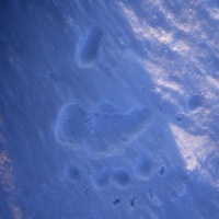 Bear Track