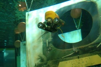 GNOM Baby in aquarium