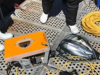 Underwater vehicle GNOM submersible is used to control and clean fishponds in Chile.
